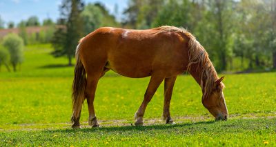 Study reveals seasonal patterns of equine tapeworms